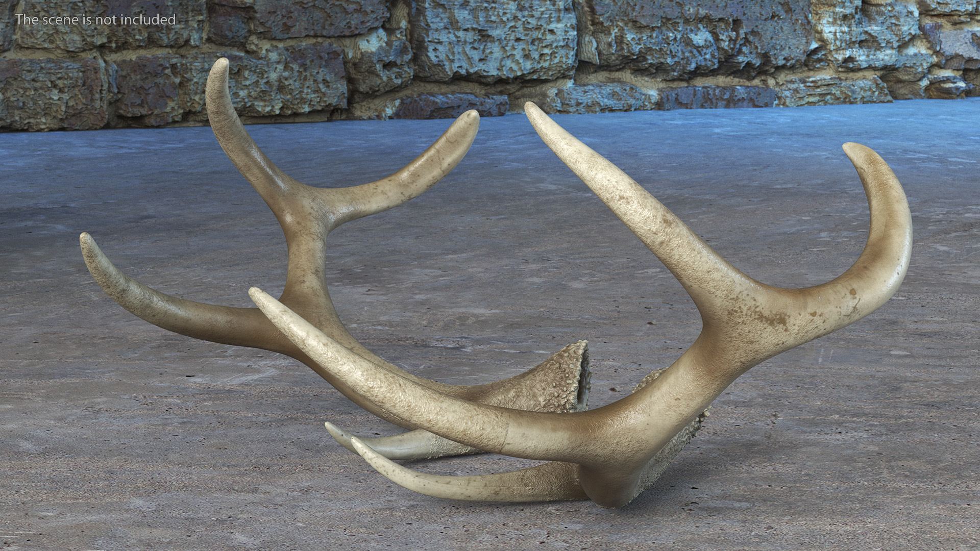 3D Deer Skull with Antlers model