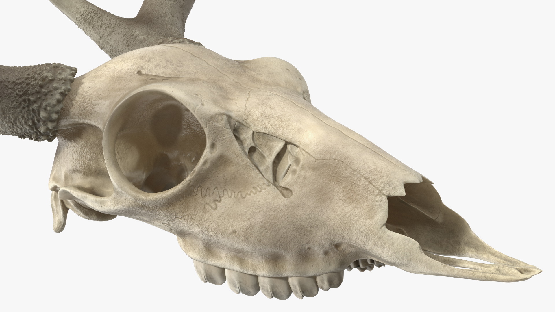3D Deer Skull with Antlers model