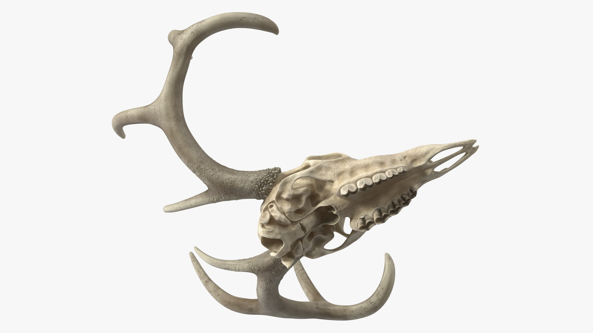 3D Deer Skull with Antlers model