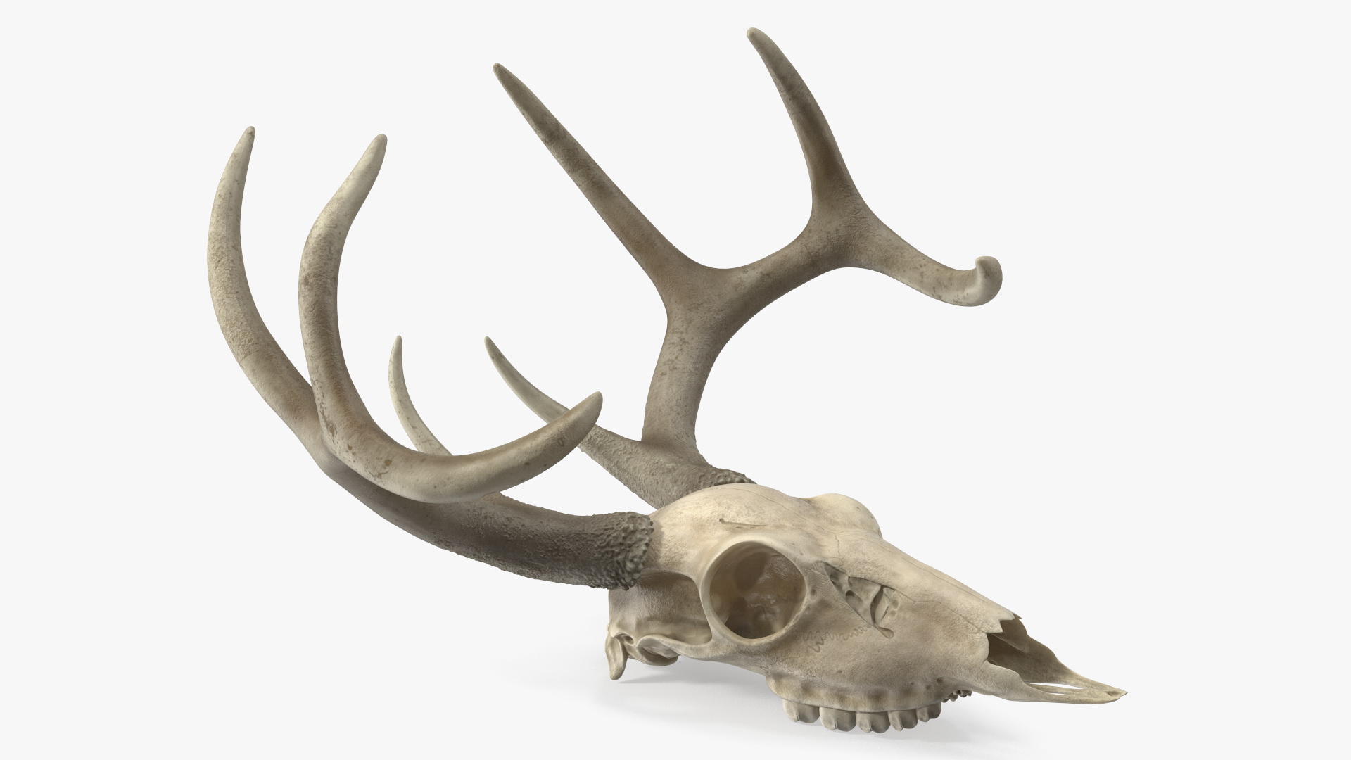 3D Deer Skull with Antlers model