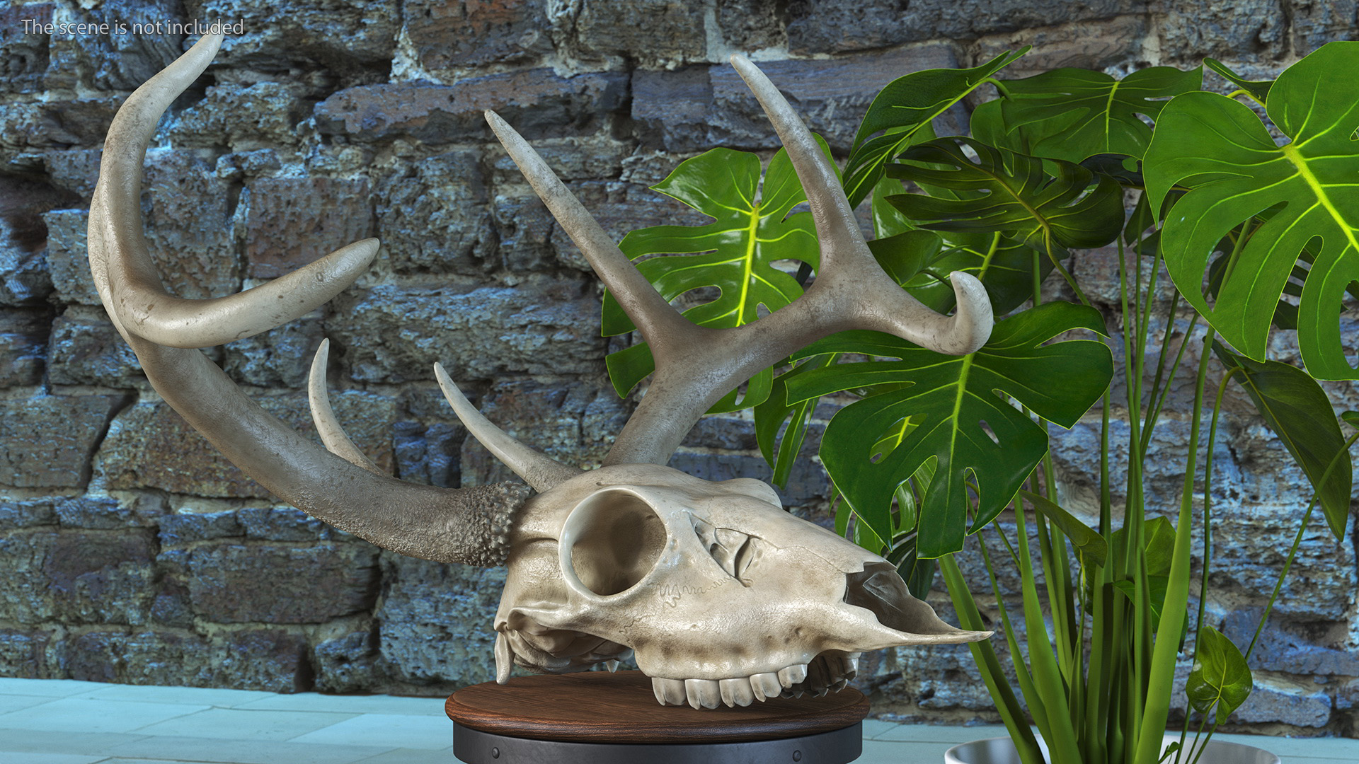 3D Deer Skull with Antlers model