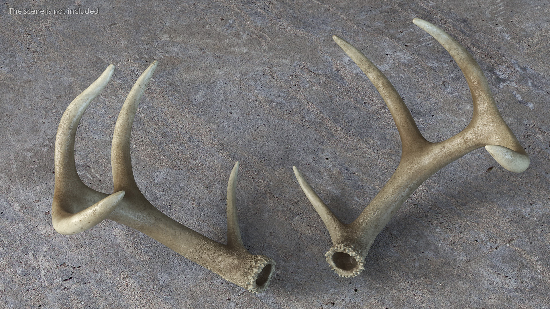 3D Deer Skull with Antlers model
