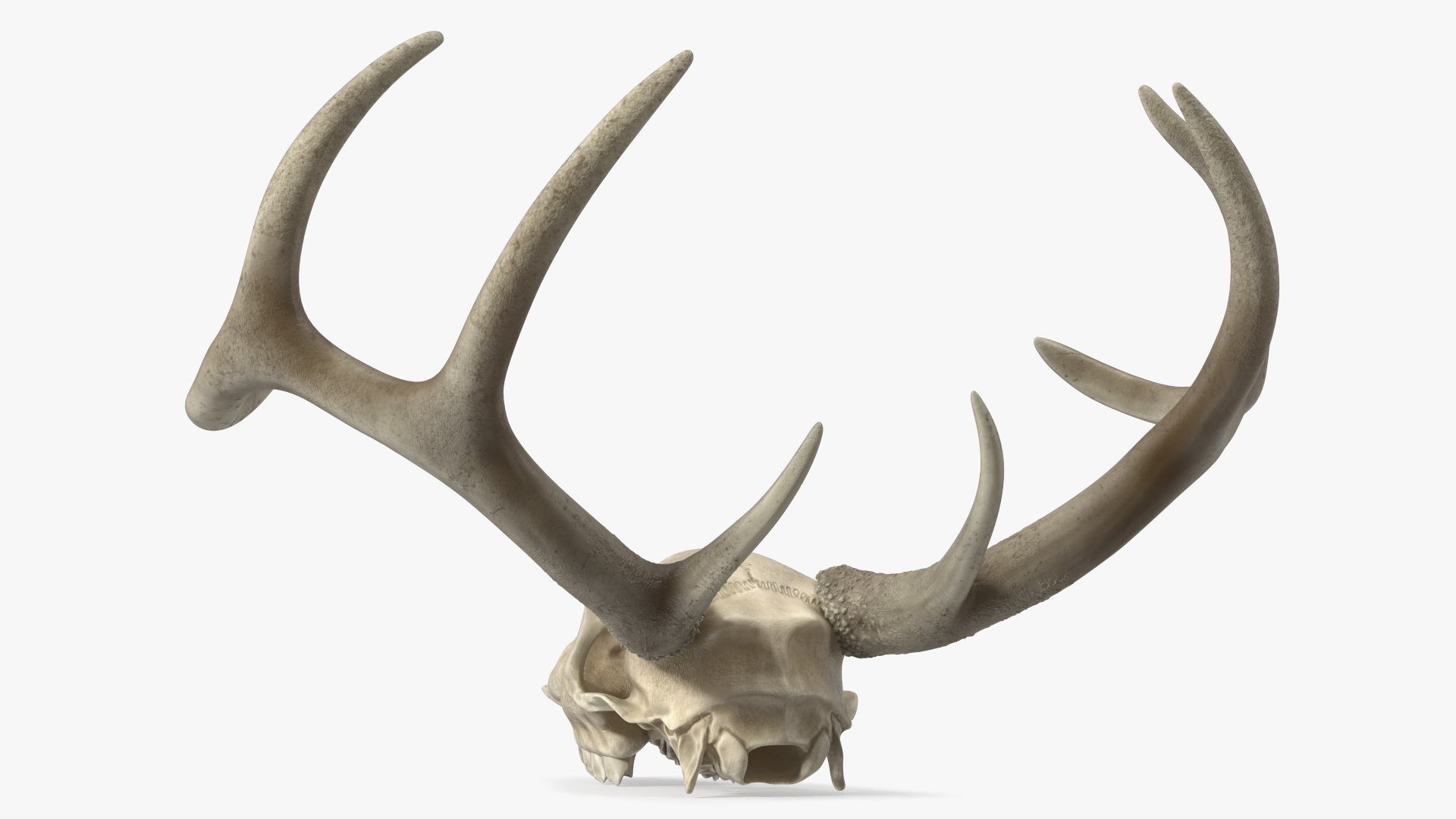 3D Deer Skull with Antlers model