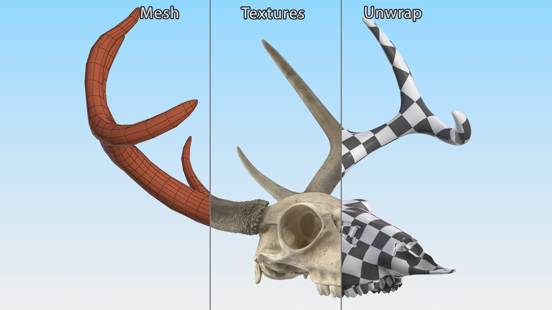 3D Deer Skull with Antlers model