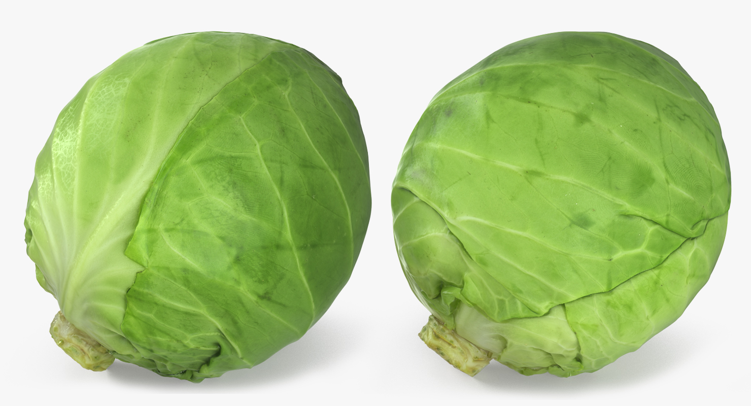 Cabbage 3D model