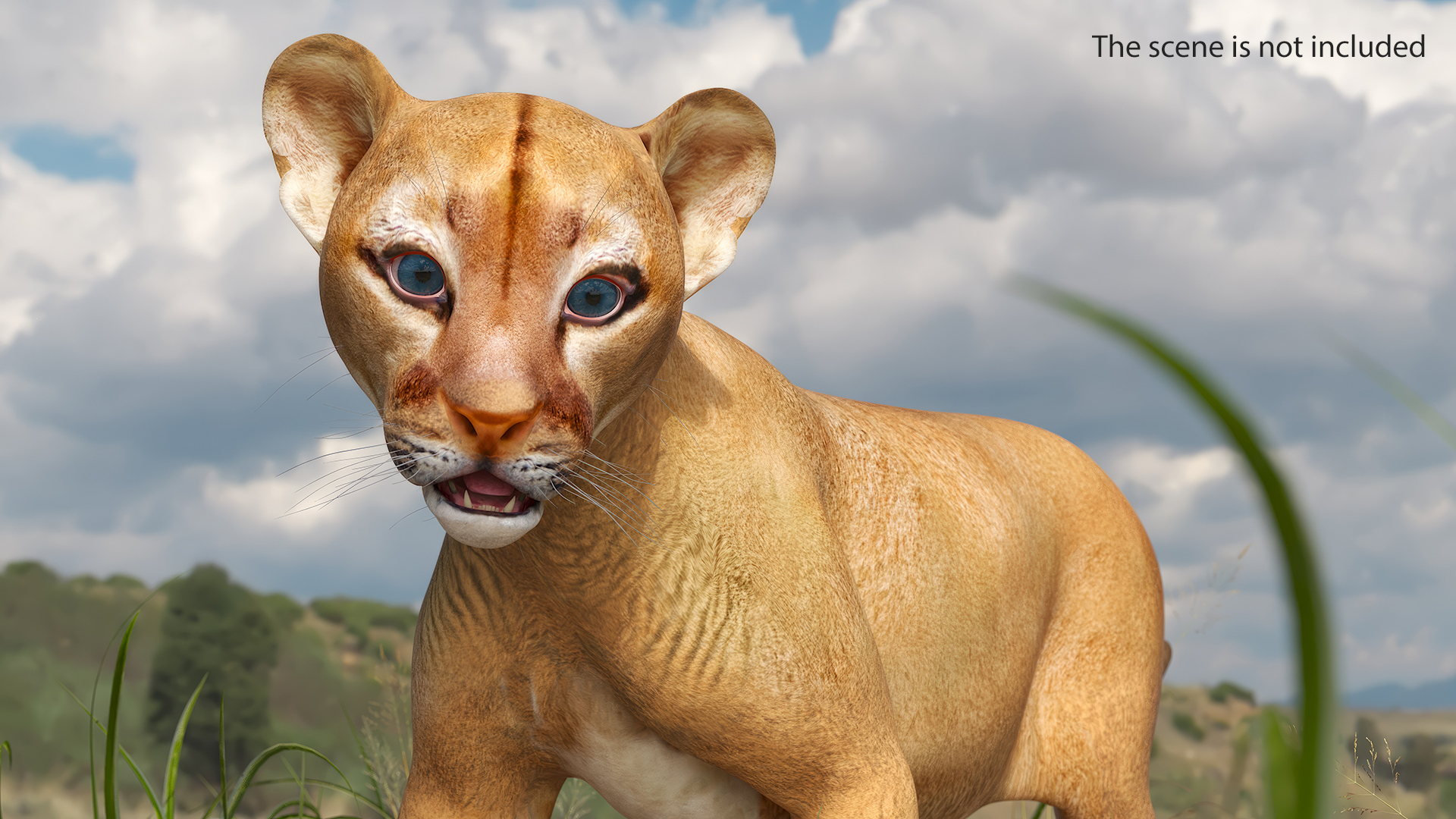 3D Baby Puma Cub model