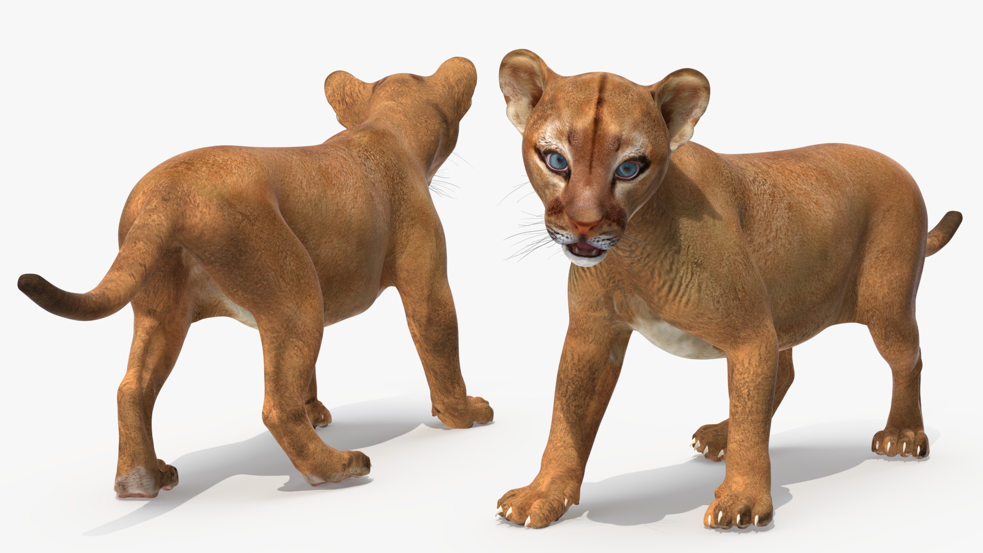 3D Baby Puma Cub model