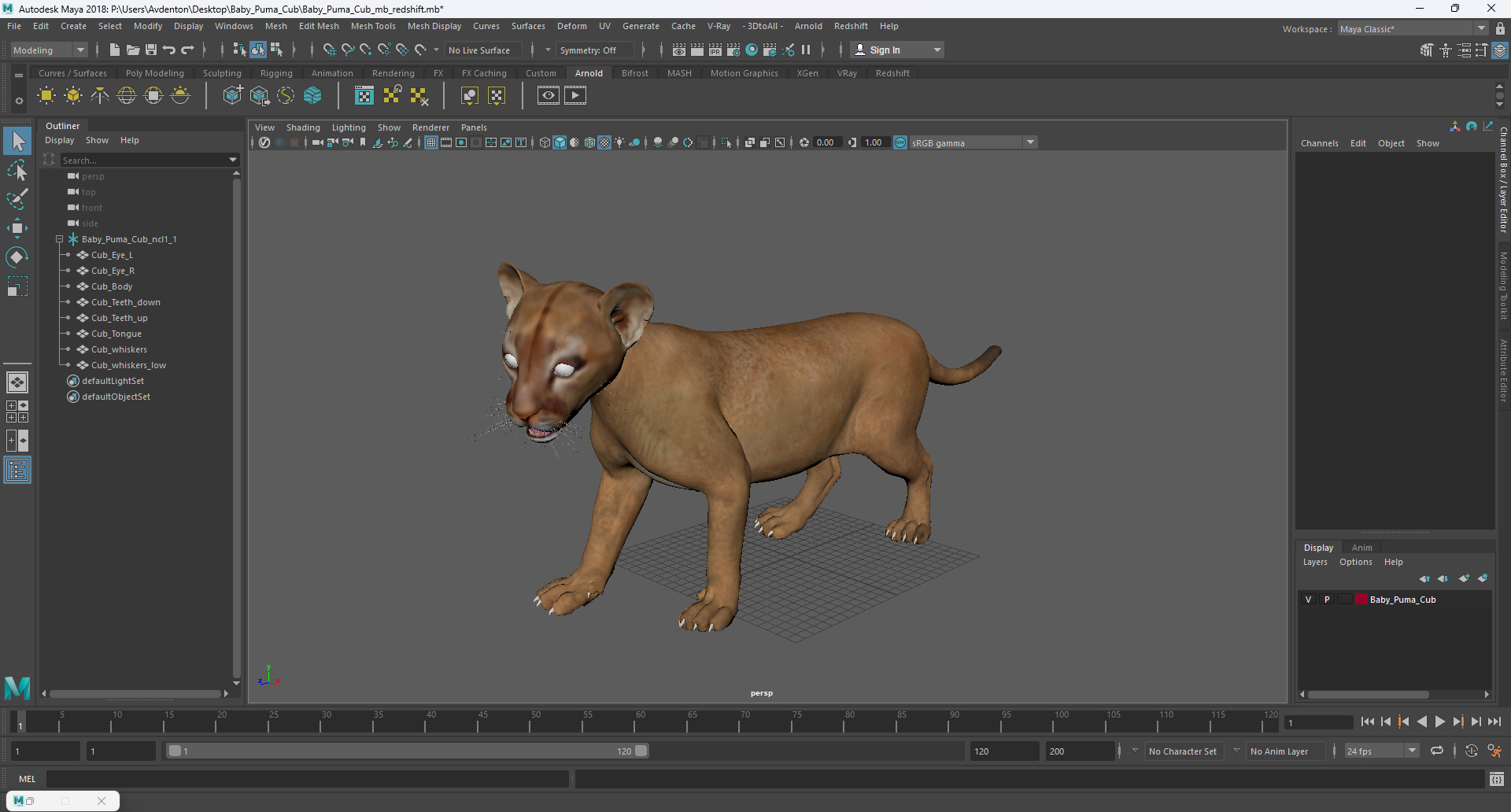 3D Baby Puma Cub model
