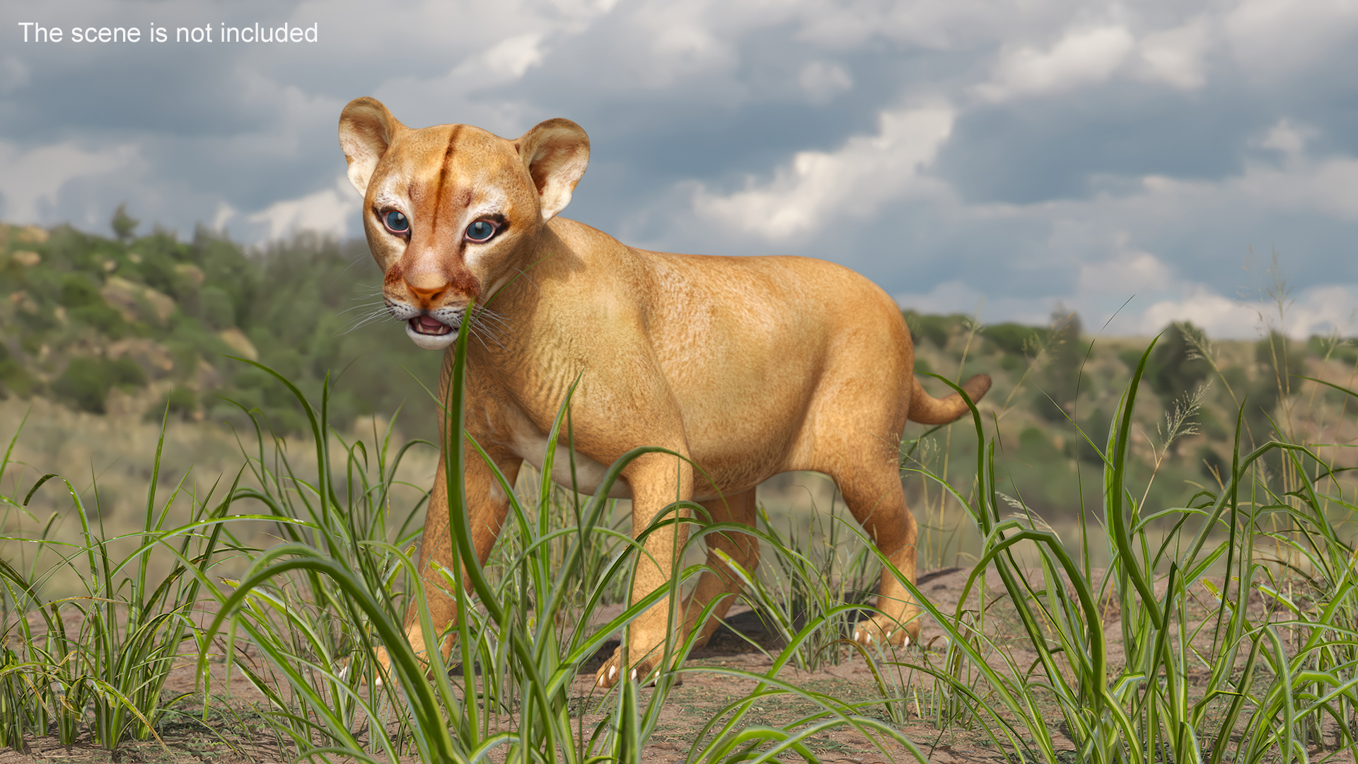 3D Baby Puma Cub model