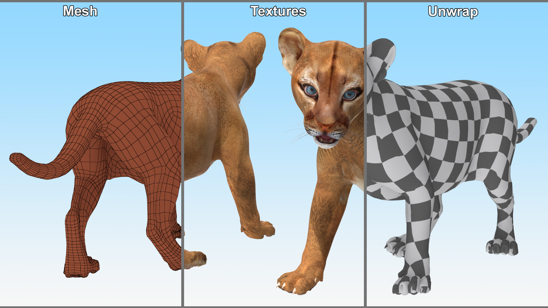 3D Baby Puma Cub model