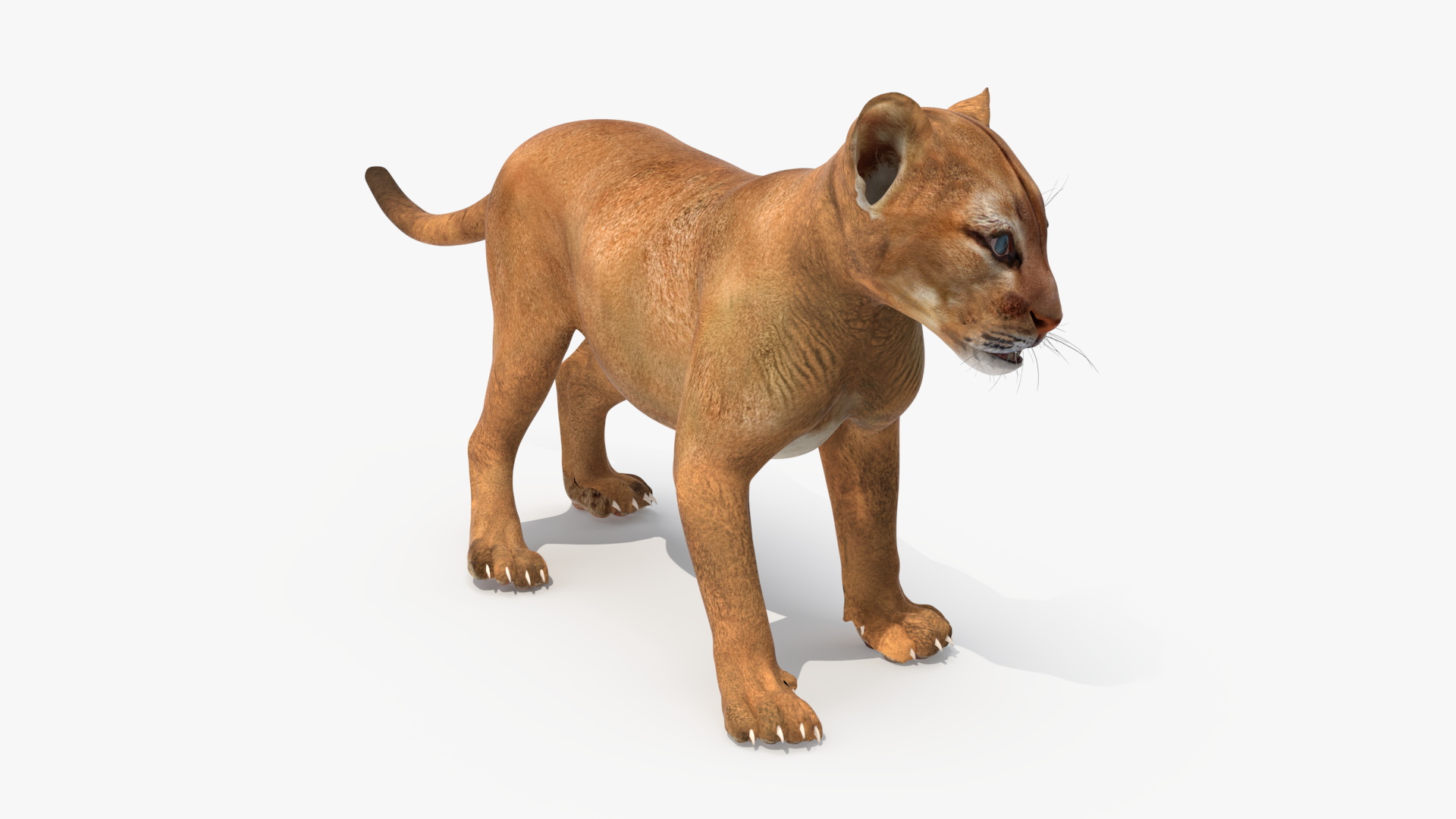 3D Baby Puma Cub model