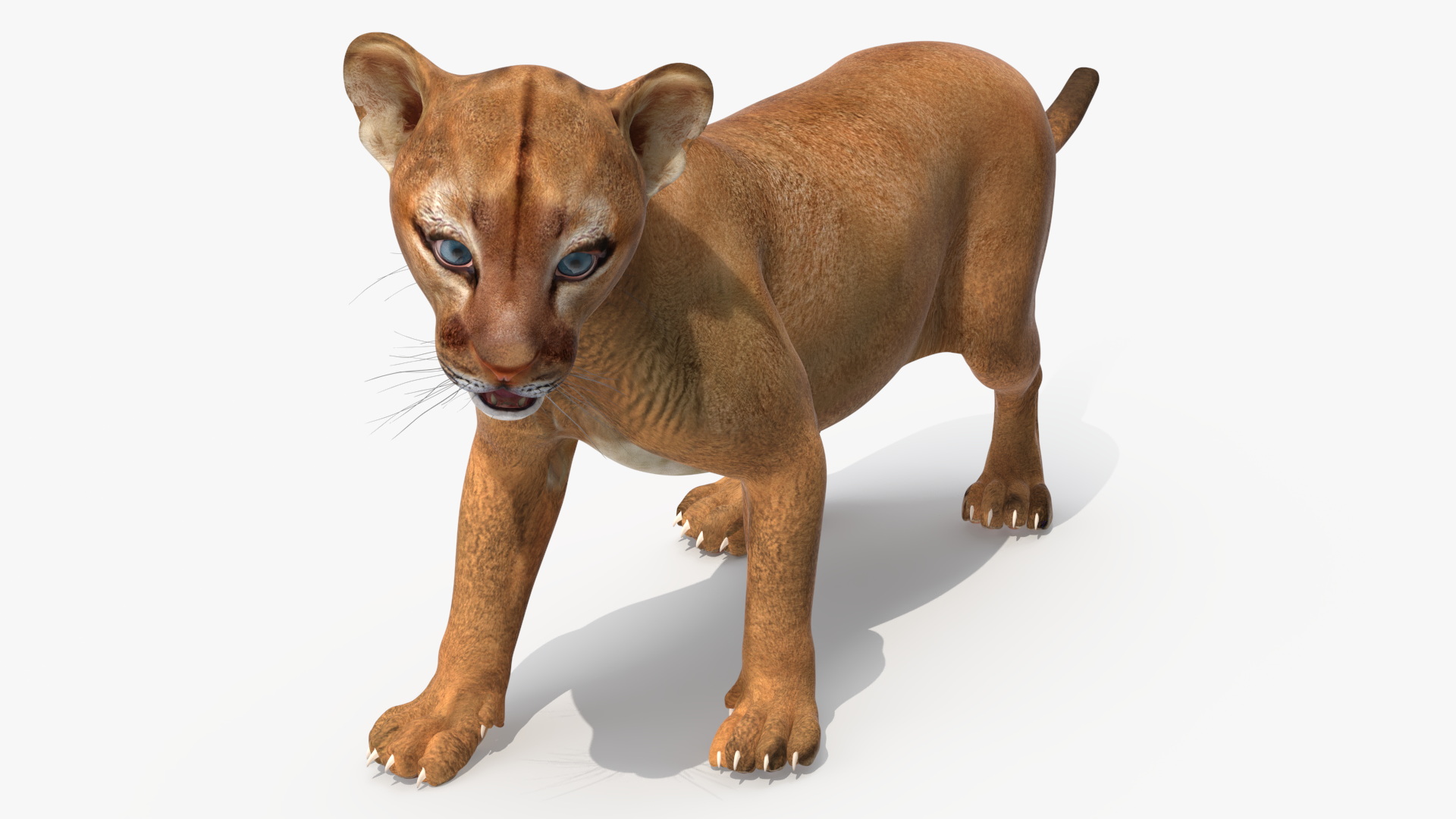 3D Baby Puma Cub model