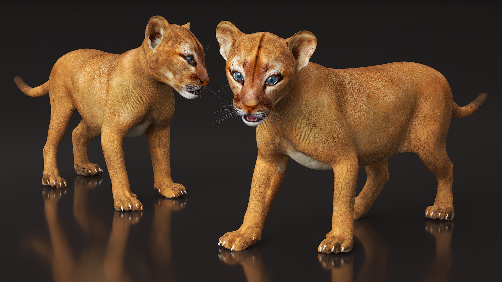 3D Baby Puma Cub model