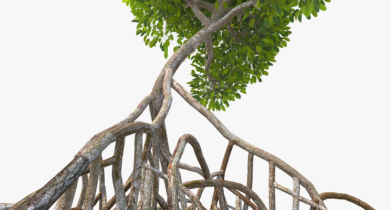 Mangrove Shrub 3D model