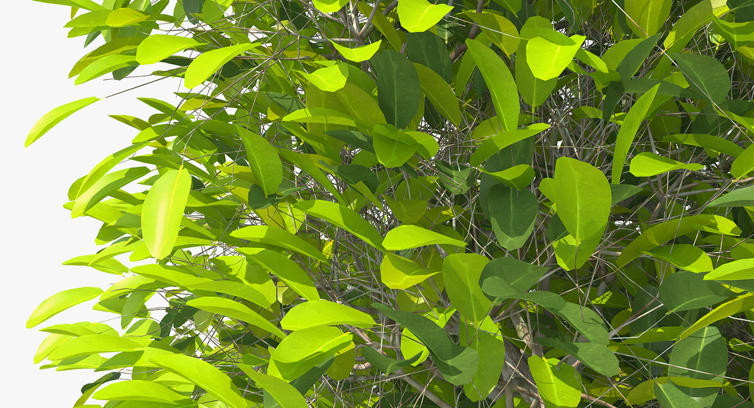 Mangrove Shrub 3D model