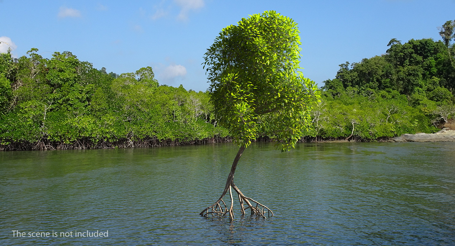 Mangrove Shrub 3D model