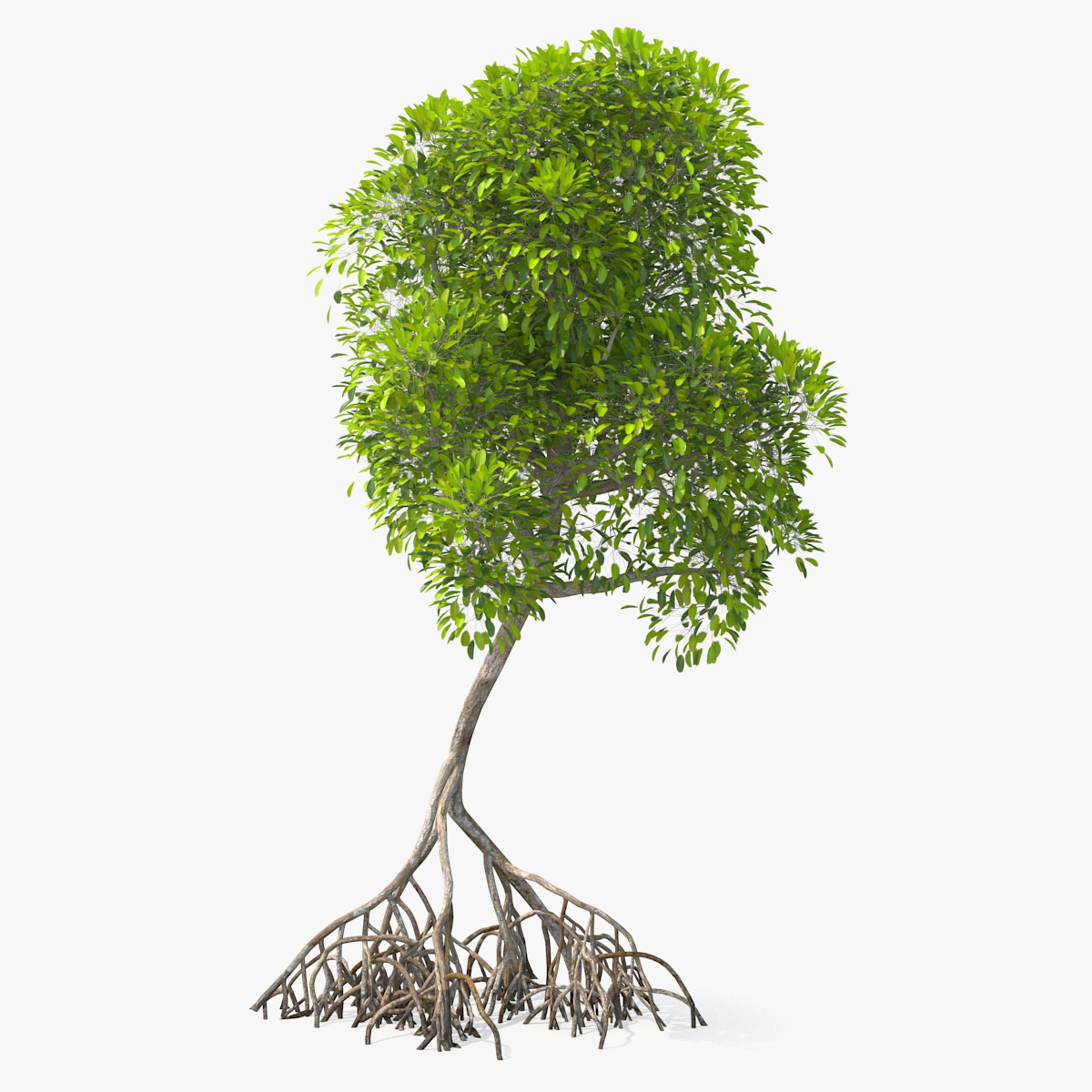 Mangrove Shrub 3D Model, view 3