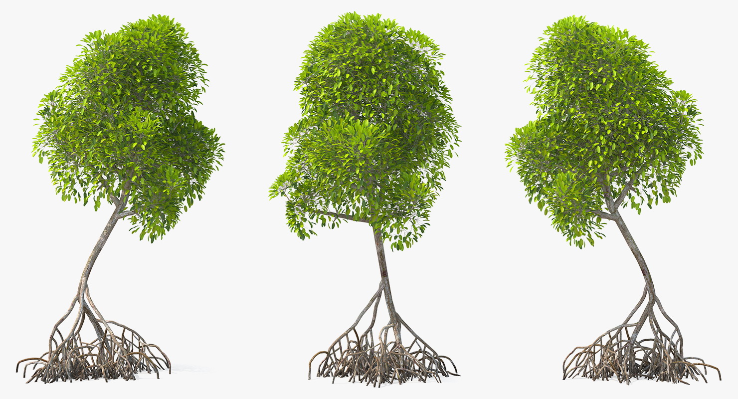 Mangrove Shrub 3D model