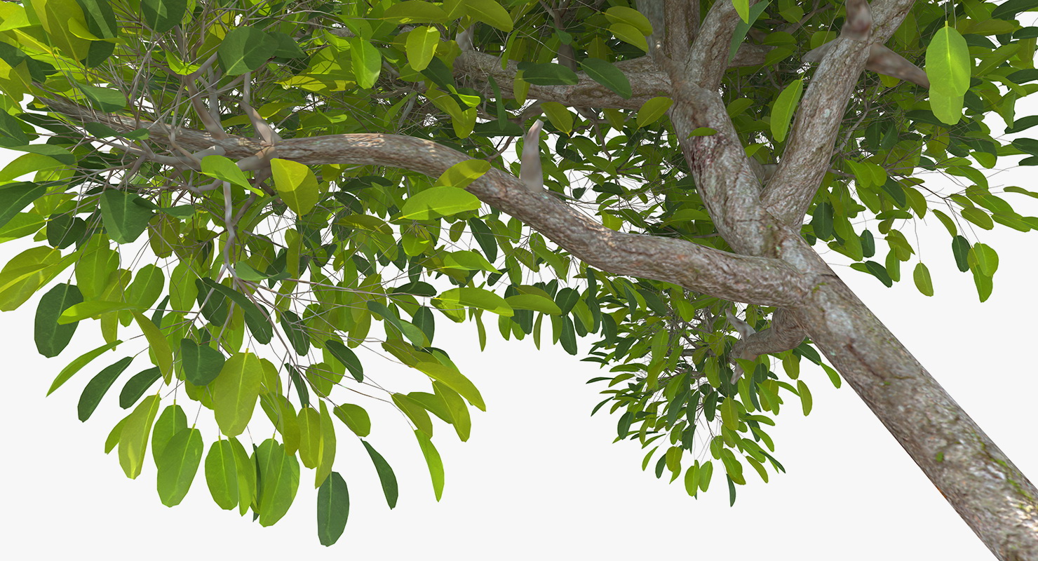 Mangrove Shrub 3D model