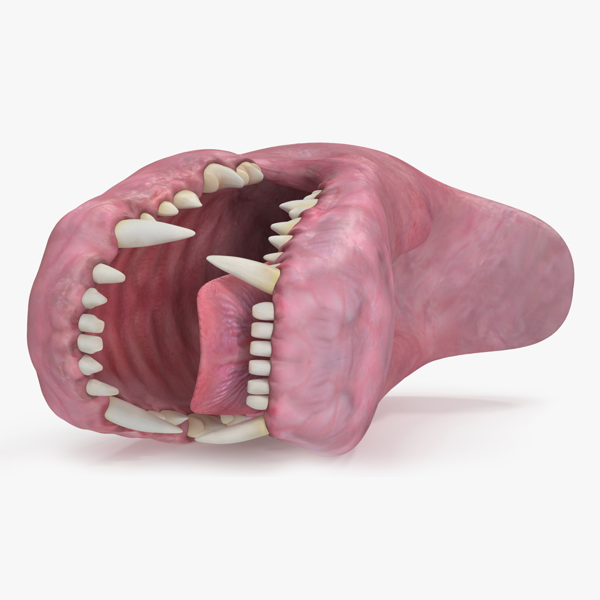 Dog Jaw Anatomic Rigged for Cinema 4D 3D