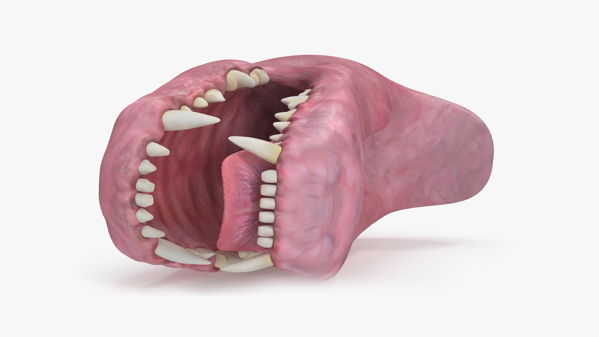 Dog Jaw Anatomic Rigged for Cinema 4D 3D