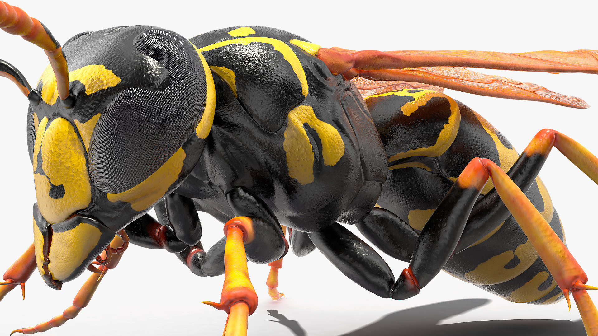 Paper Wasp Standing Pose 3D model