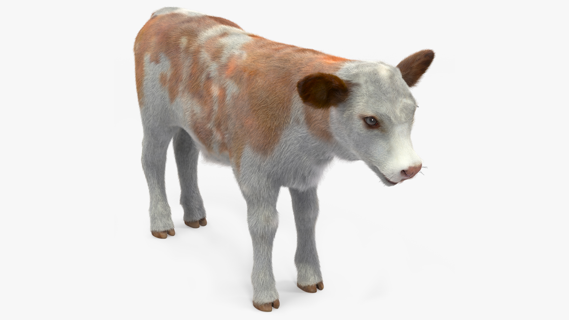 Cow Calf Fur 3D