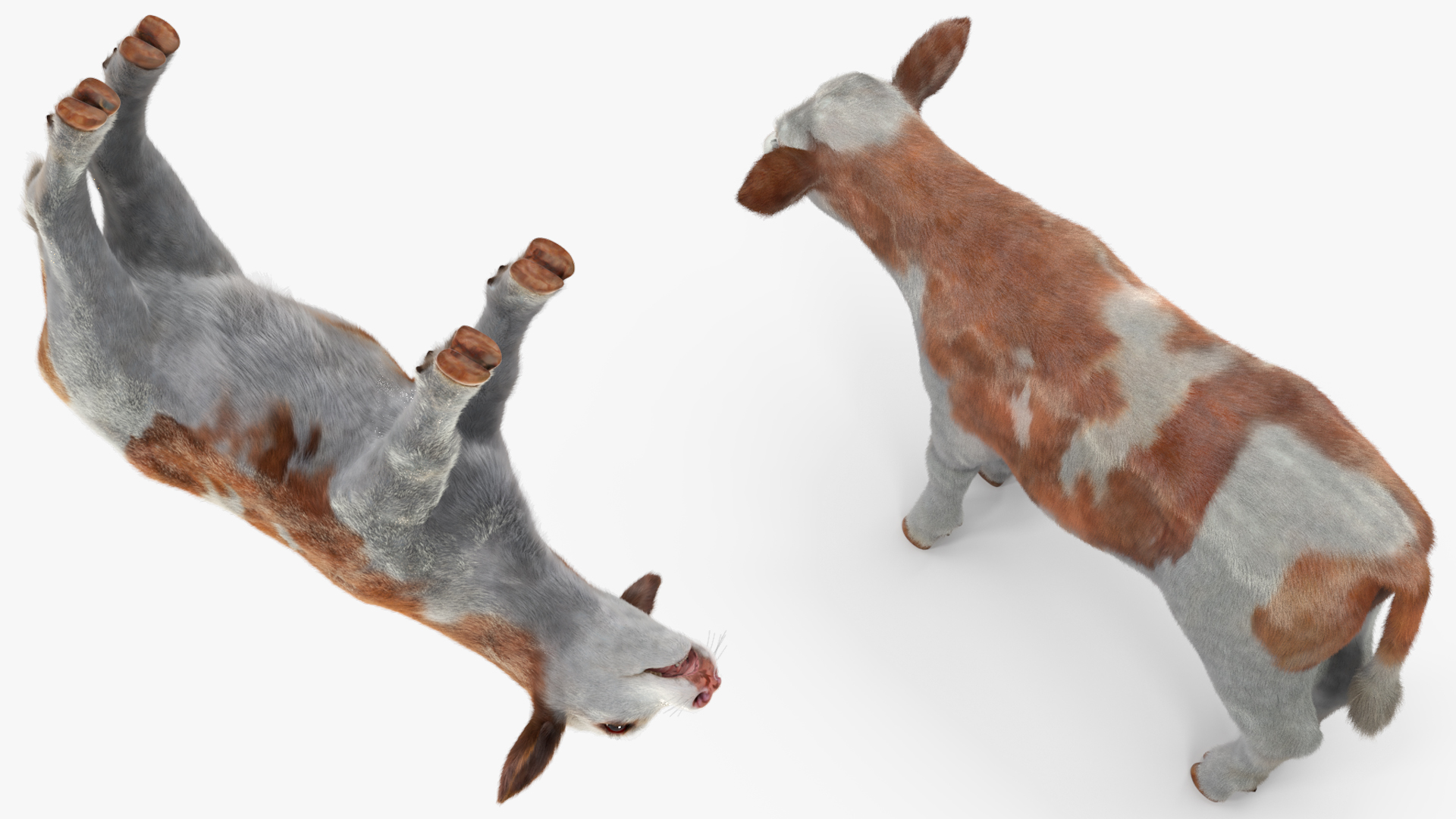 Cow Calf Fur 3D