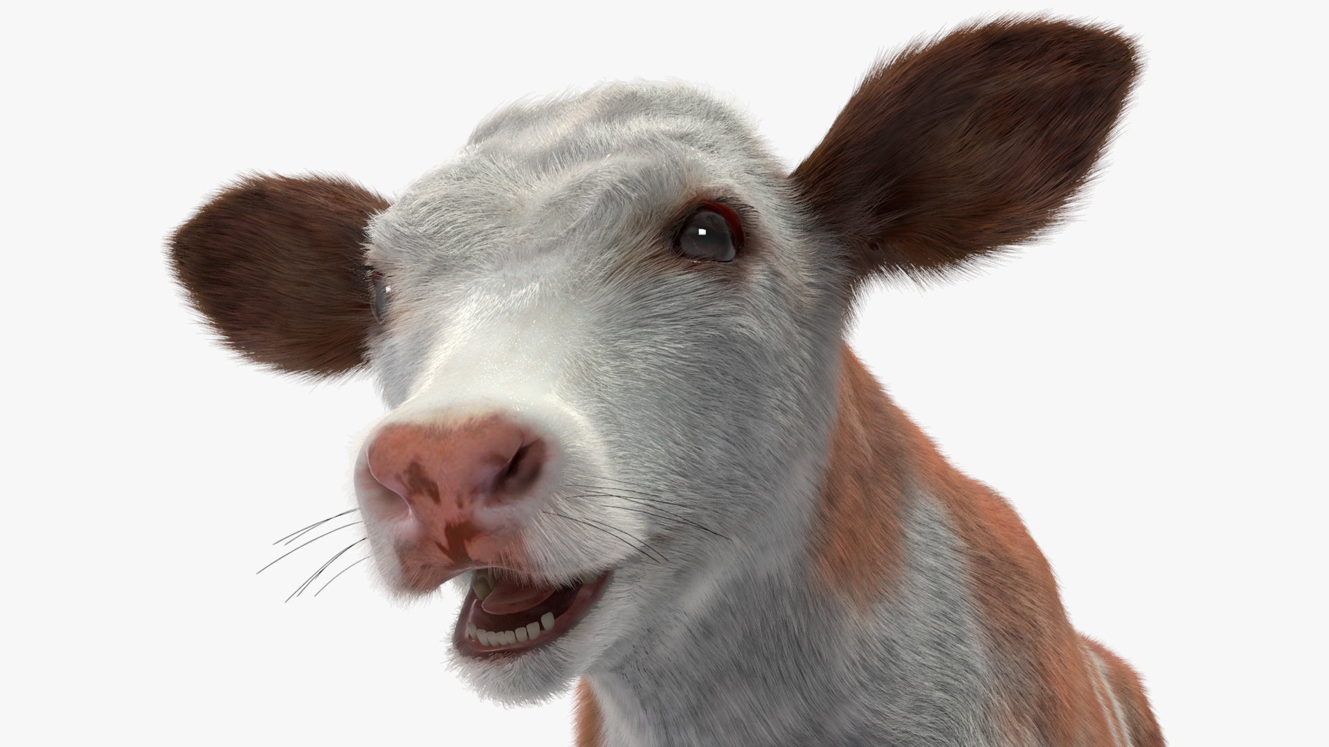 Cow Calf Fur 3D