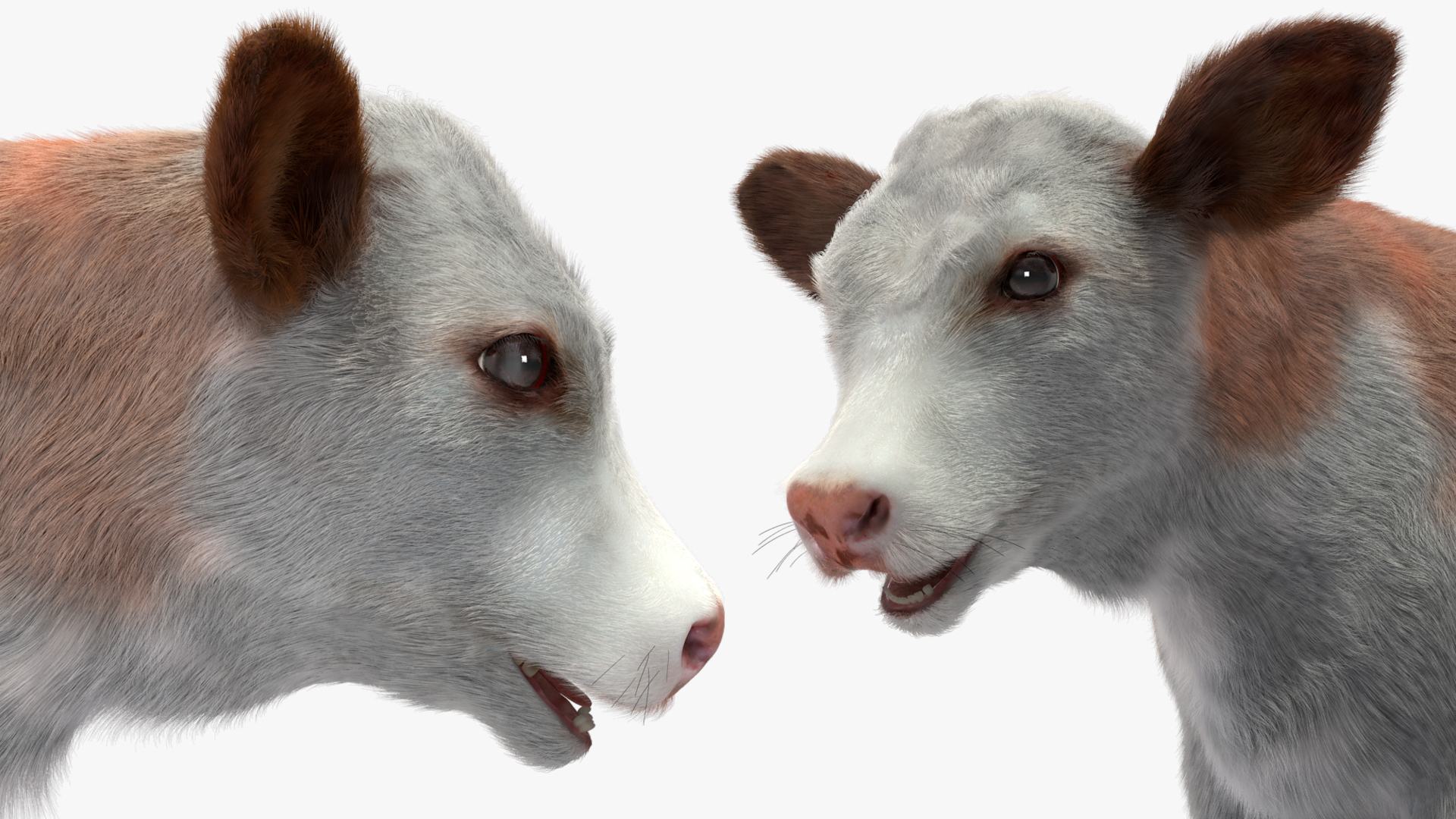 Cow Calf Fur 3D