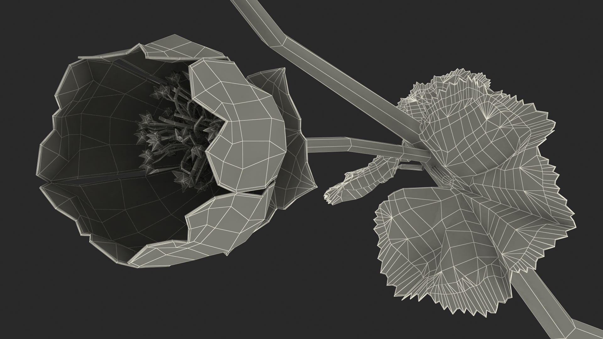 Yellow Malva Flower 3D model