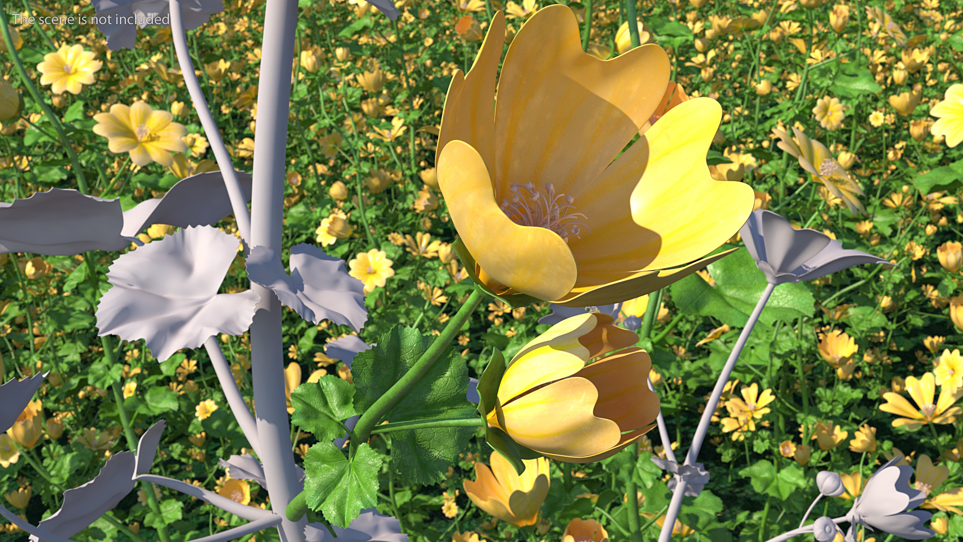 Yellow Malva Flower 3D model