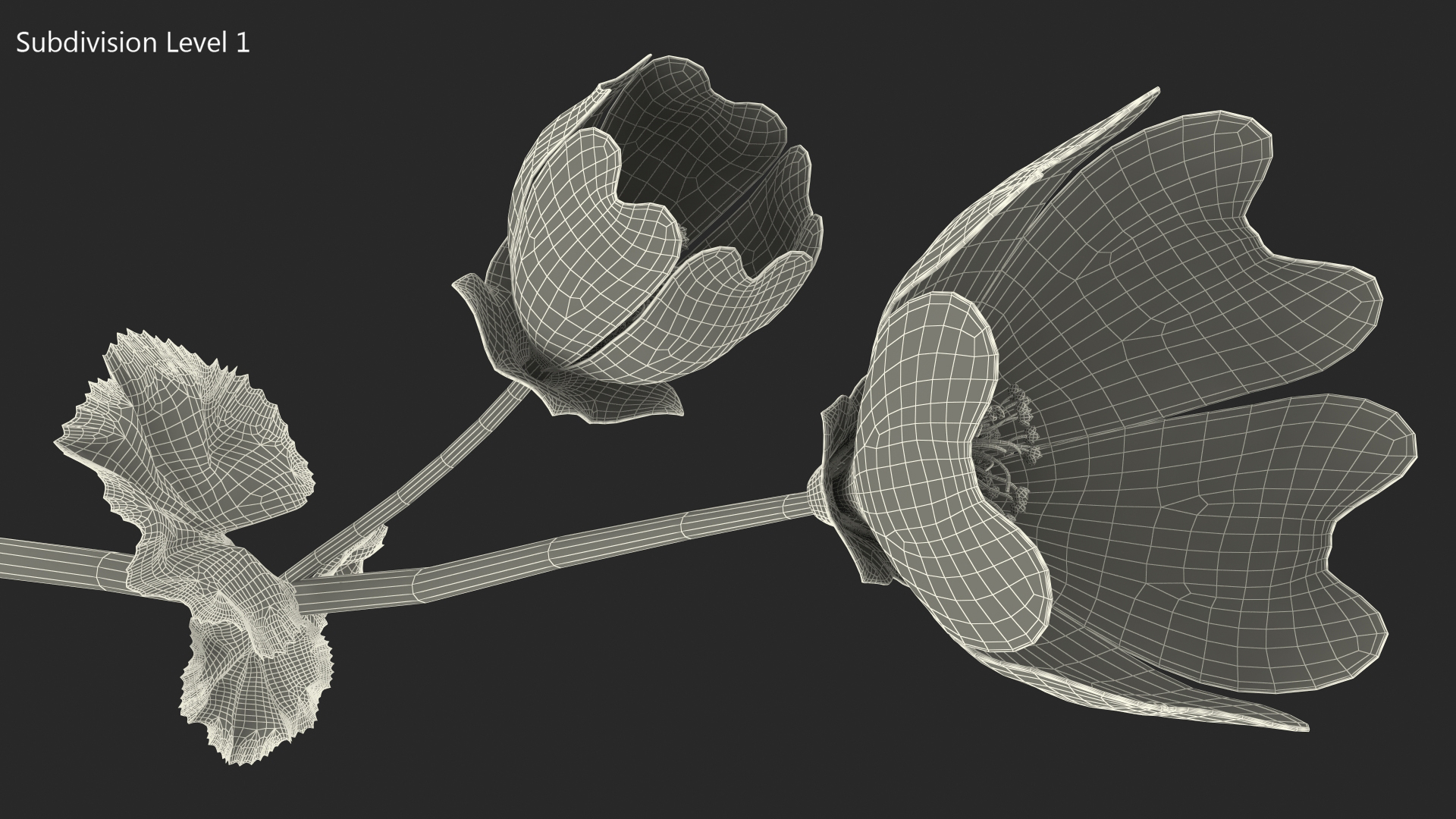 Yellow Malva Flower 3D model
