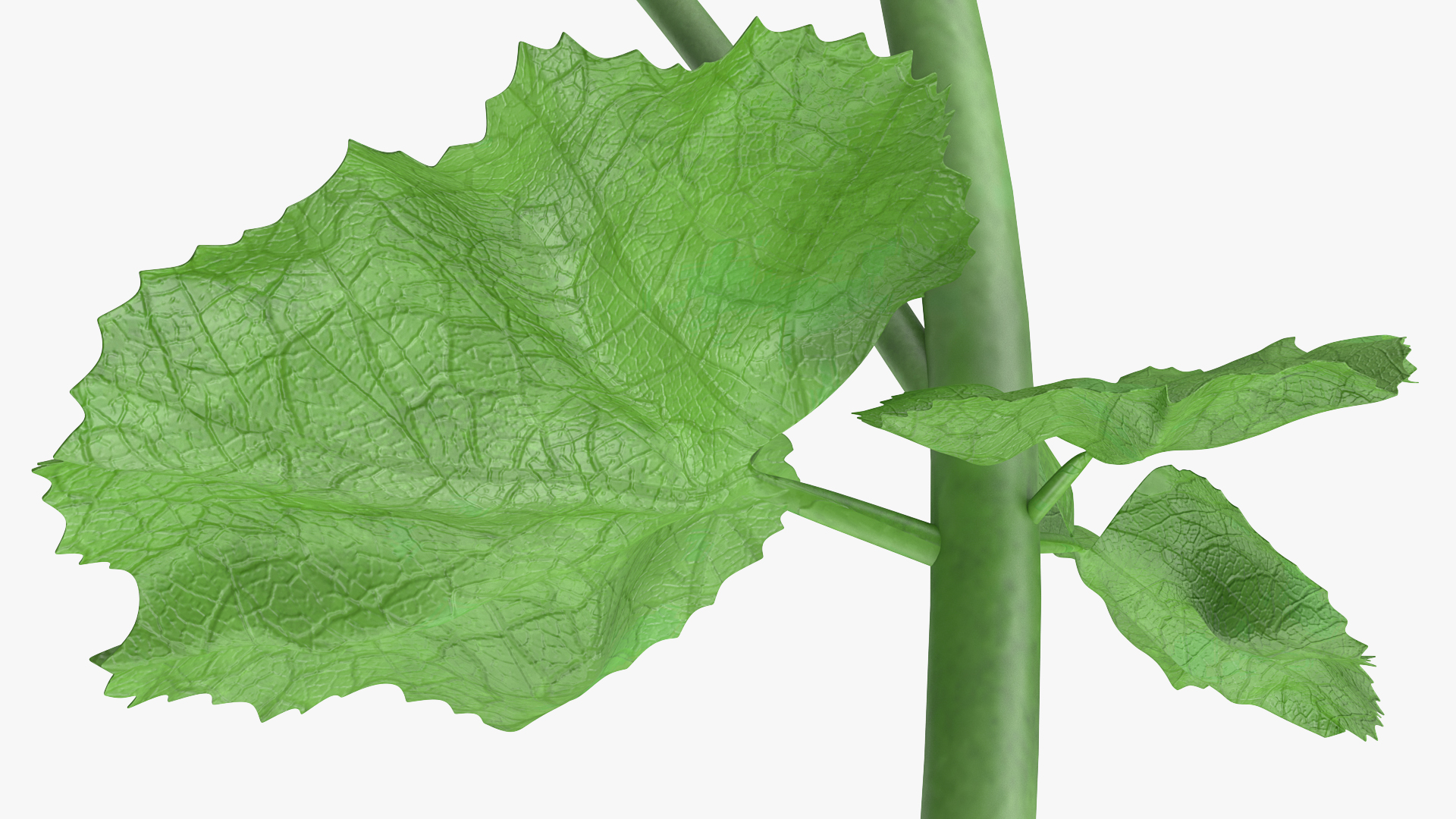 Yellow Malva Flower 3D model