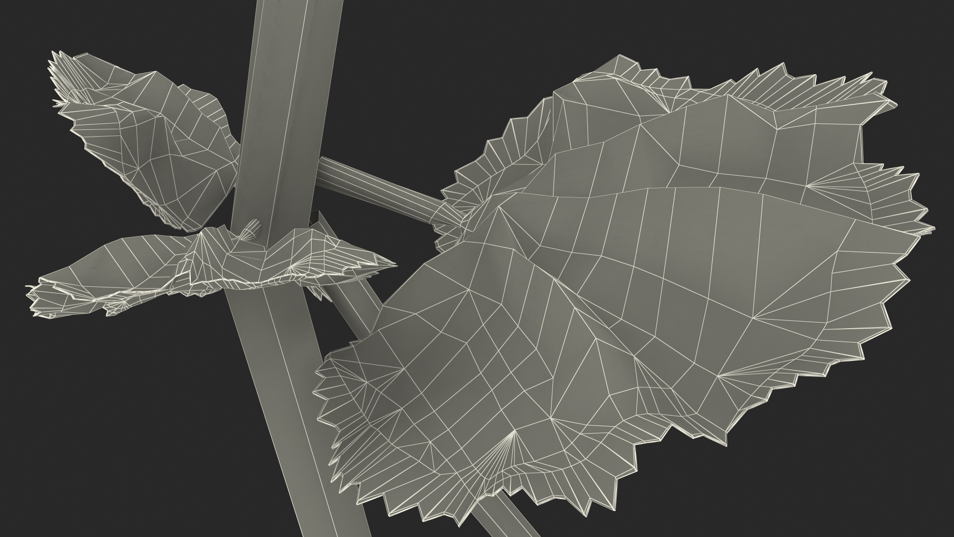 Yellow Malva Flower 3D model