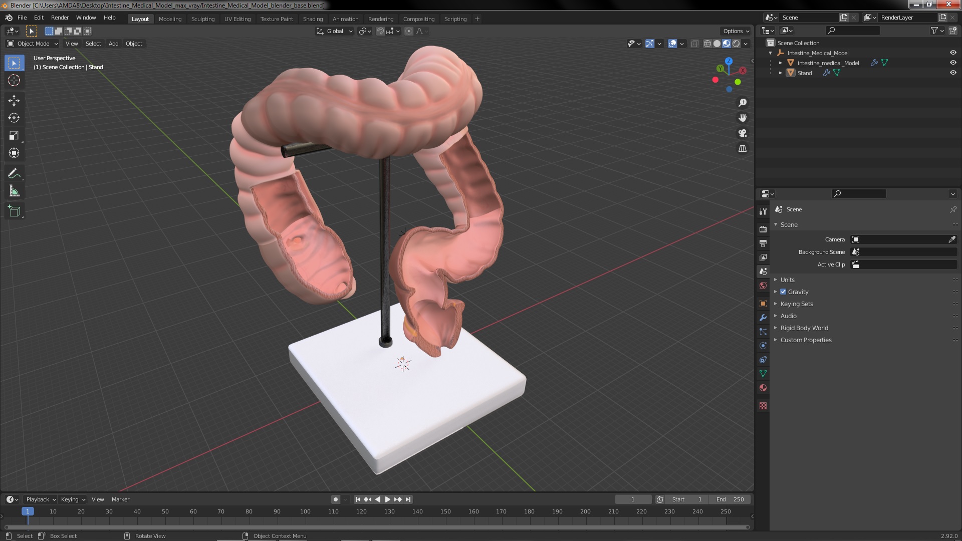 3D Intestine Medical Model model