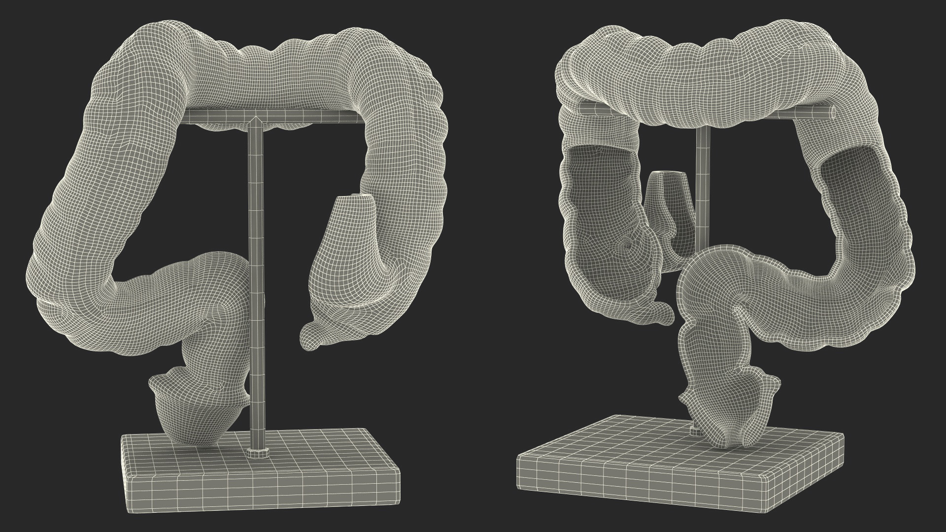 3D Intestine Medical Model model