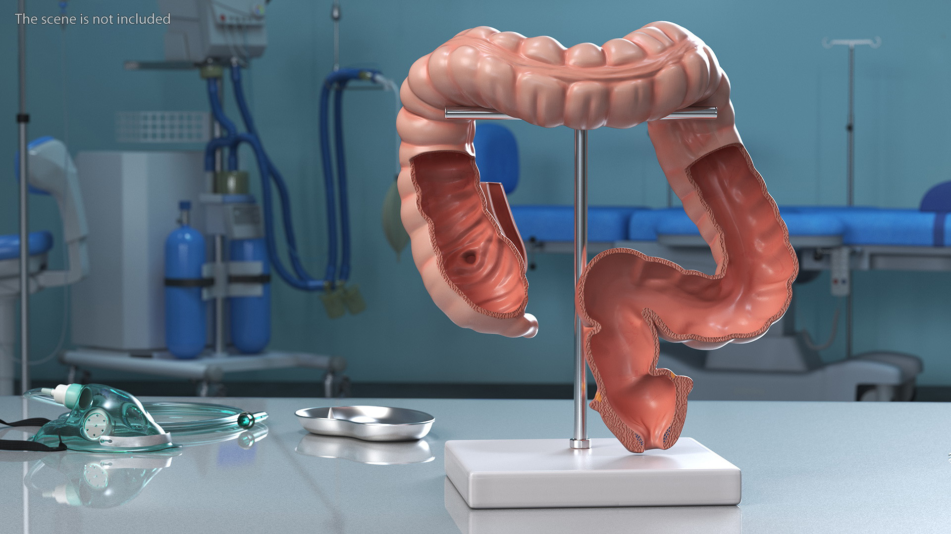 3D Intestine Medical Model model