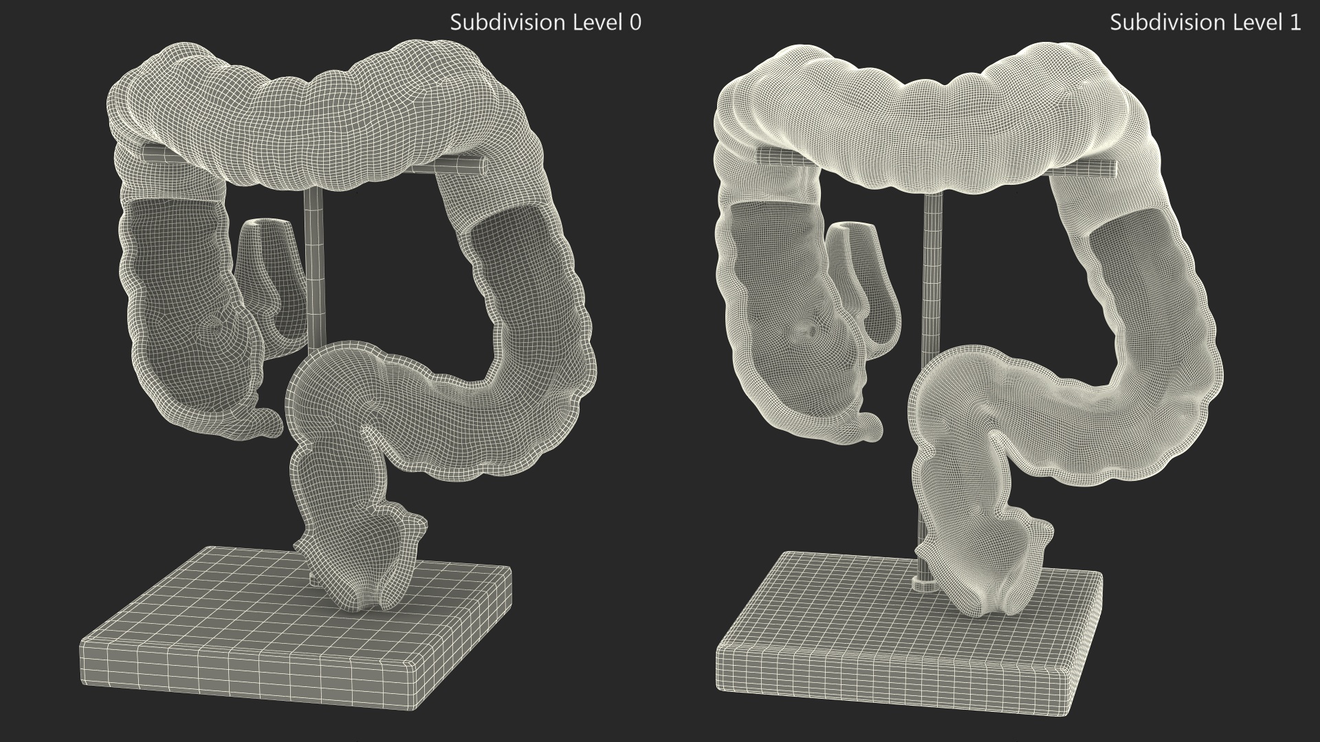 3D Intestine Medical Model model