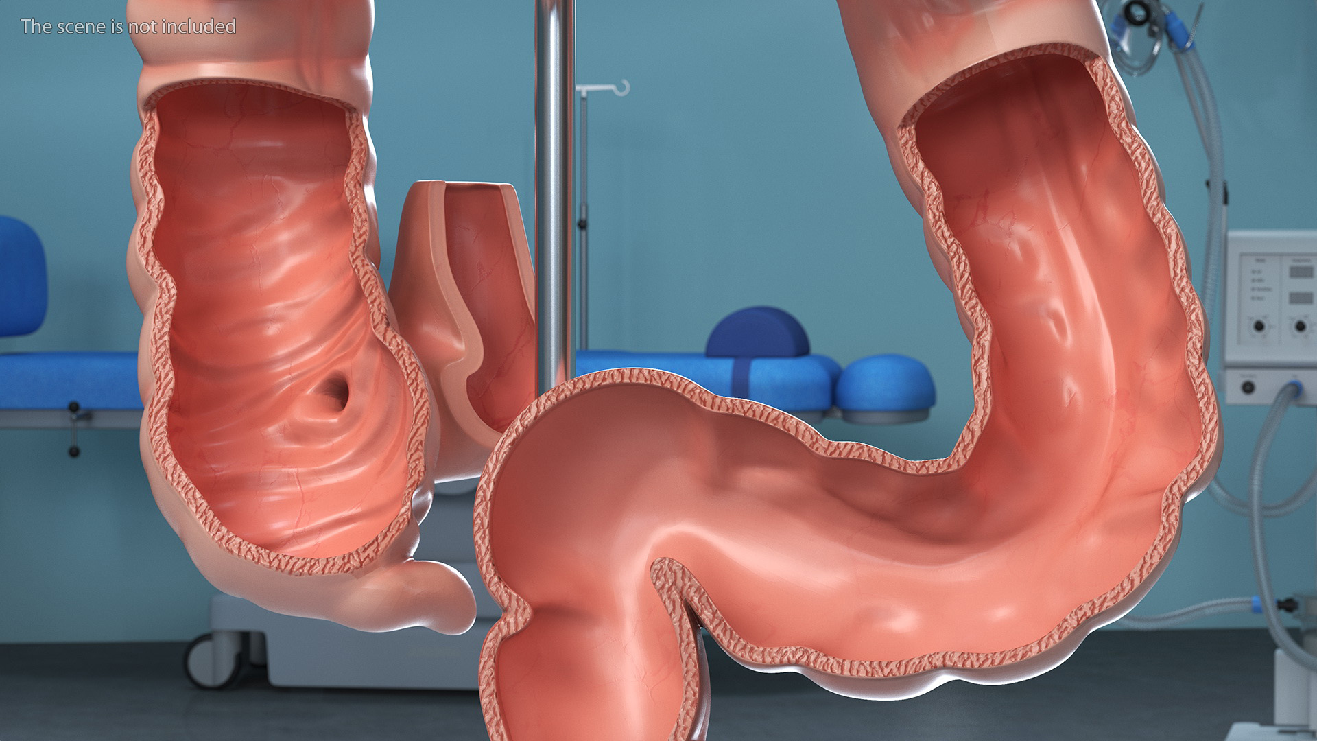 3D Intestine Medical Model model