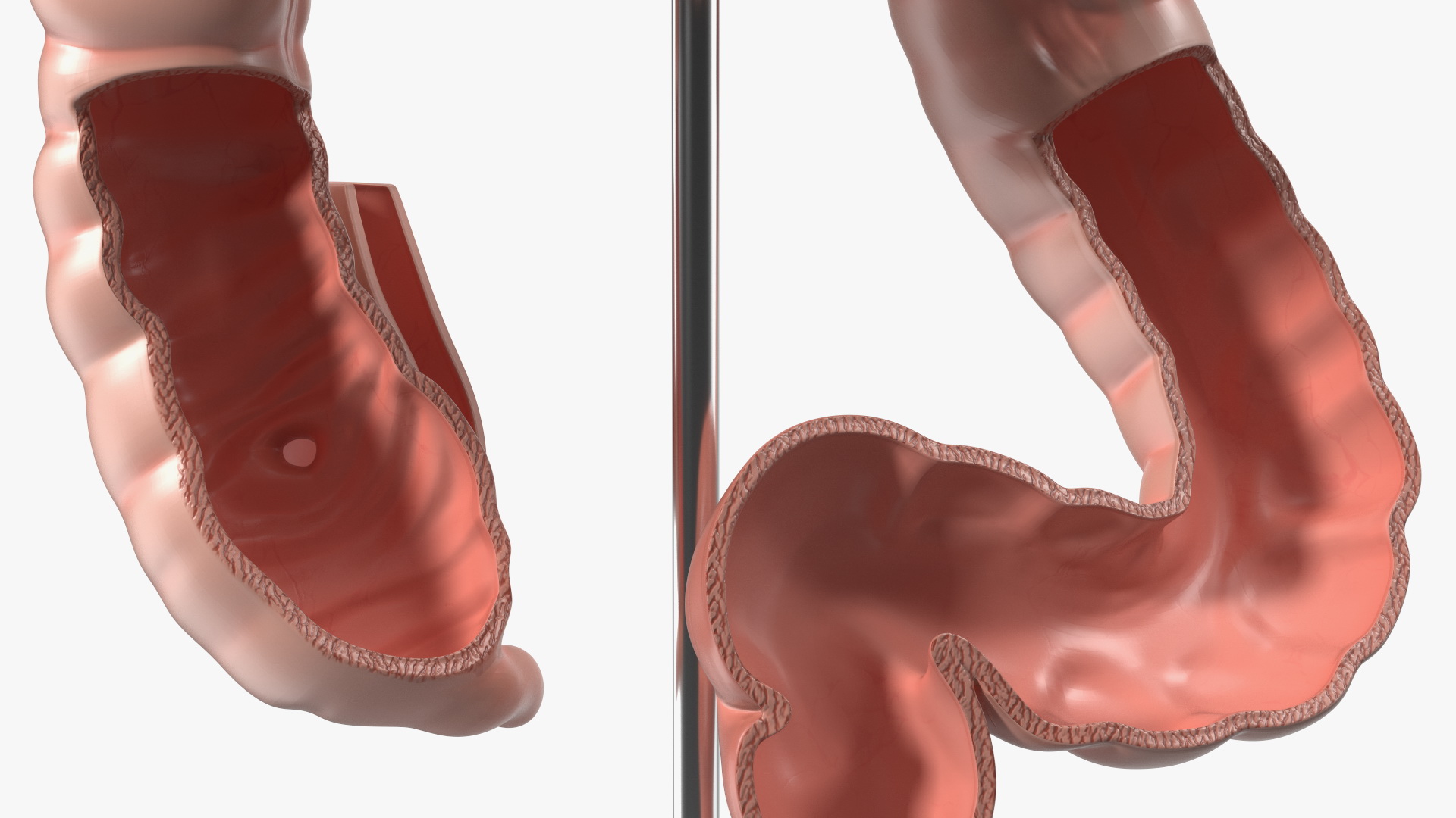 3D Intestine Medical Model model
