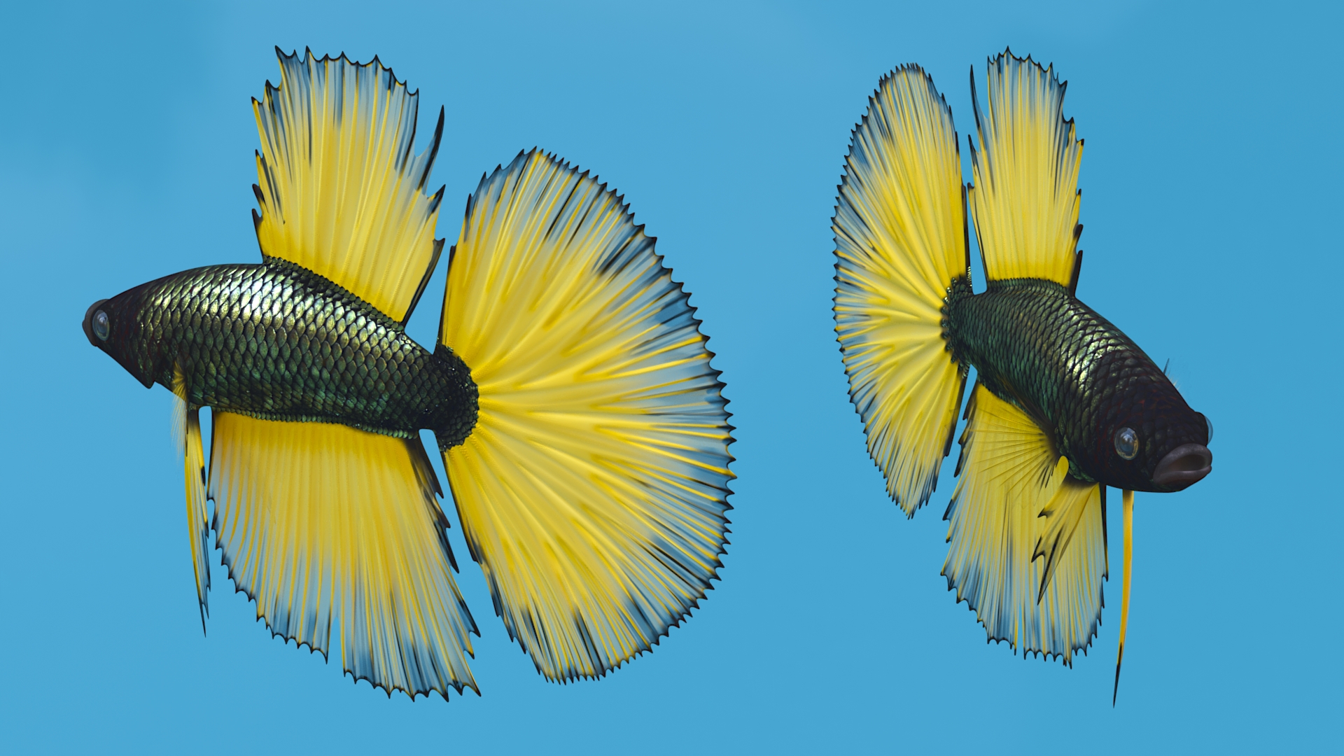 3D model Betta Fish Aquarium Pet Rigged