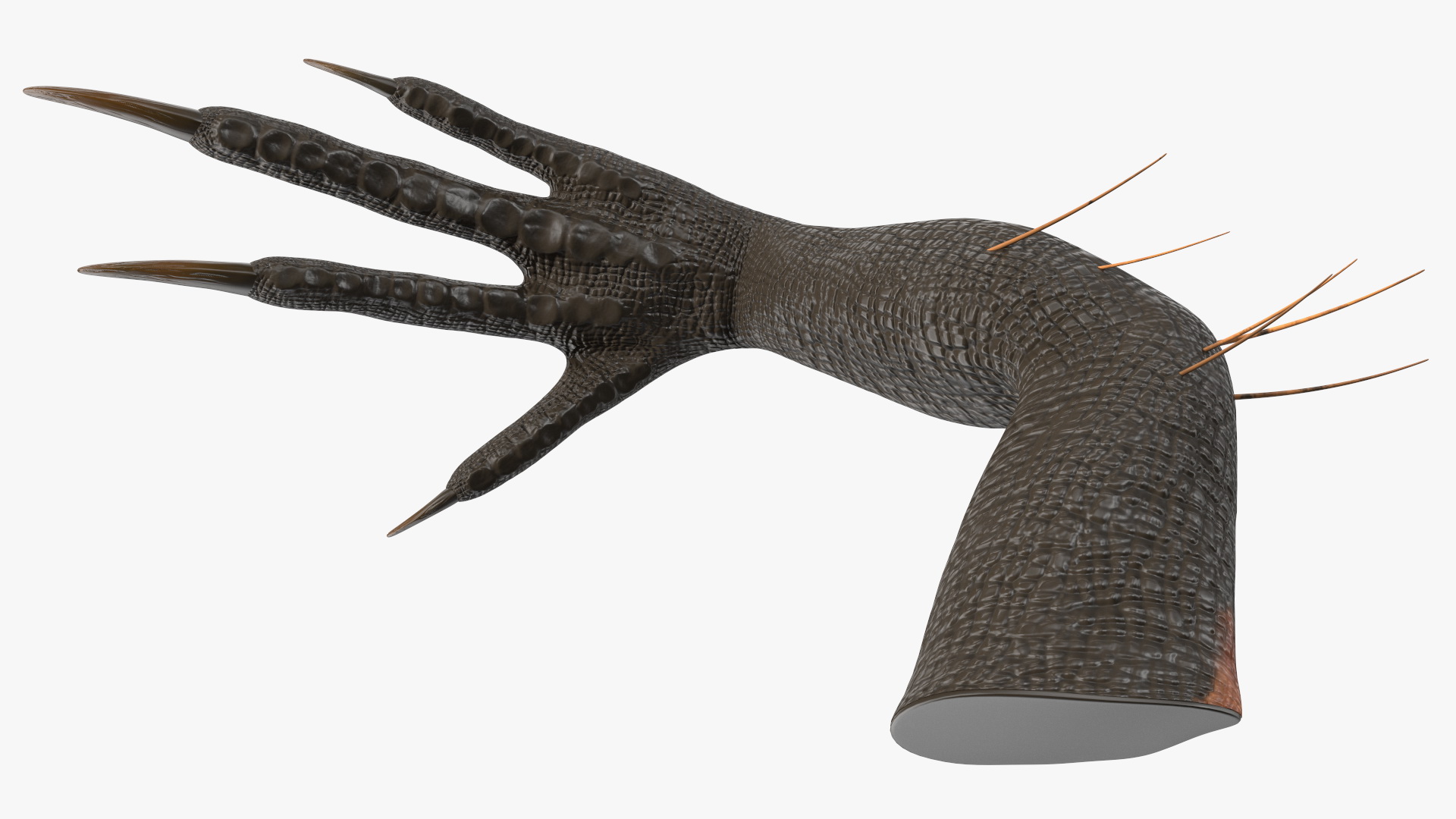 Indoraptor Paw 3D model