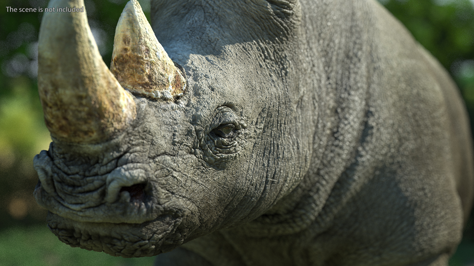 Rhino Standing Pose 3D model