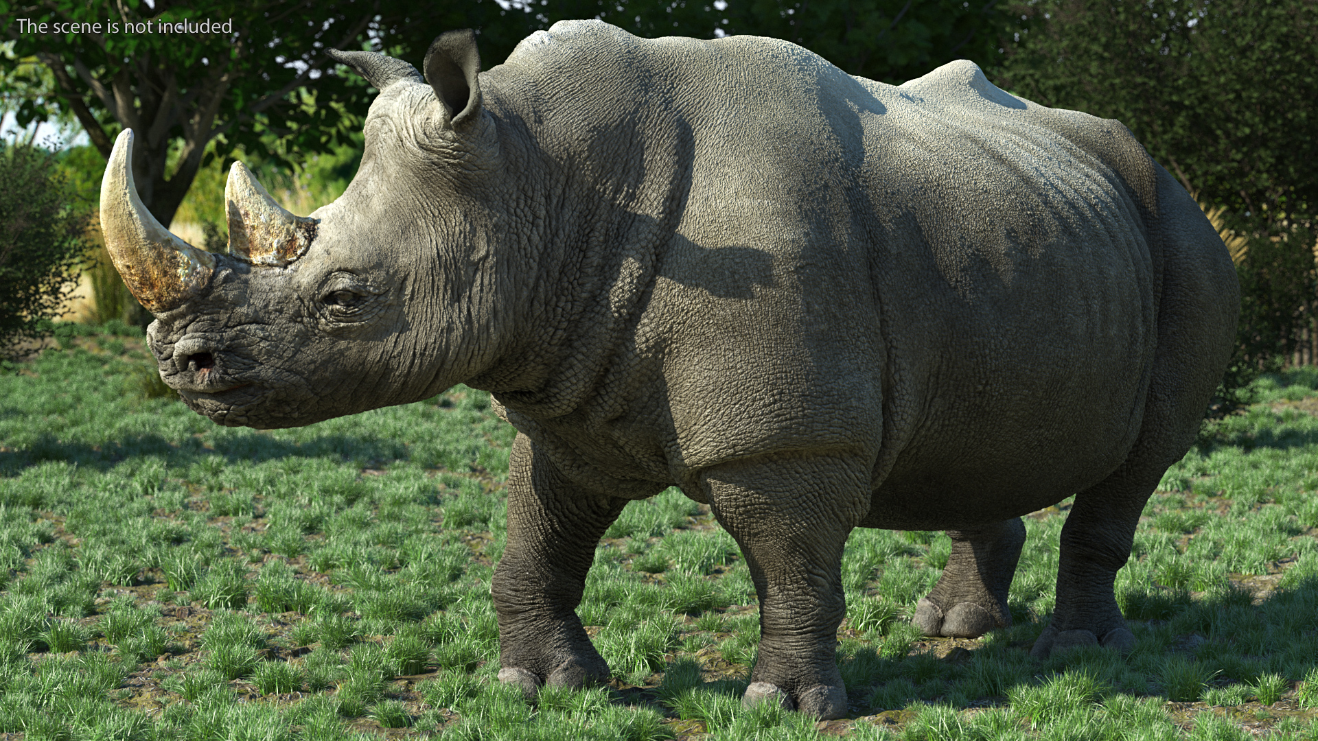Rhino Standing Pose 3D model