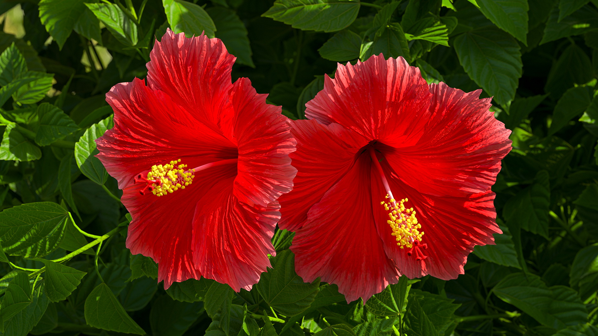 Flowering Hibiscus Bush Red 3D