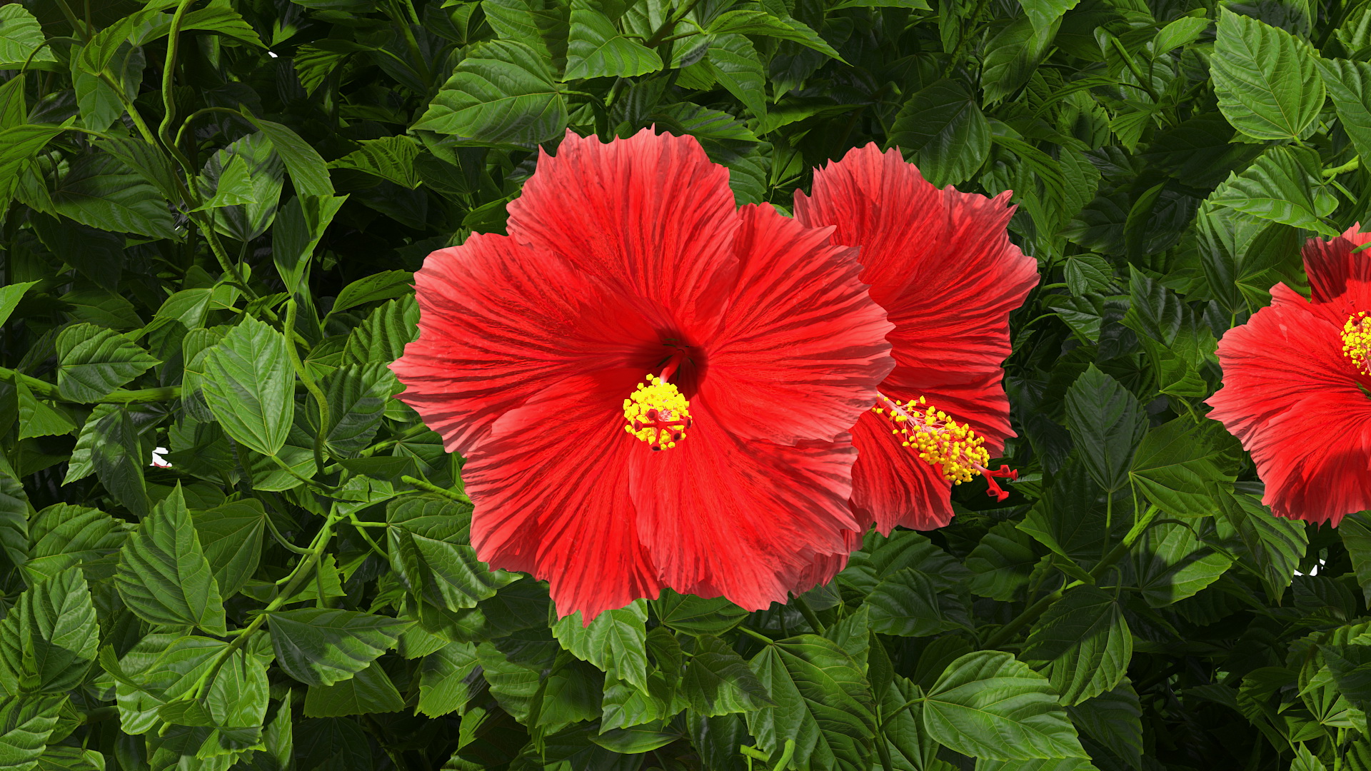 Flowering Hibiscus Bush Red 3D