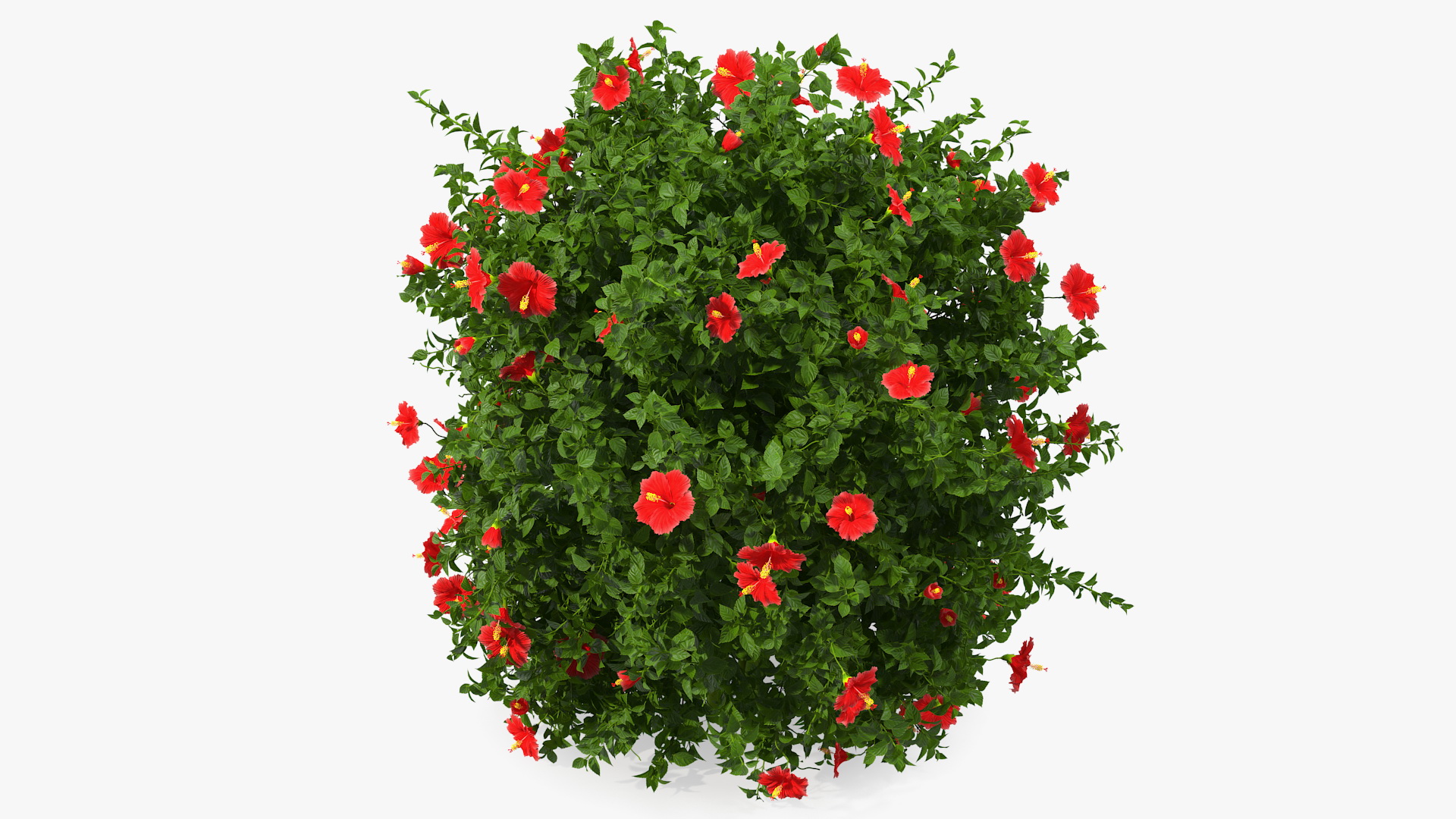 Flowering Hibiscus Bush Red 3D