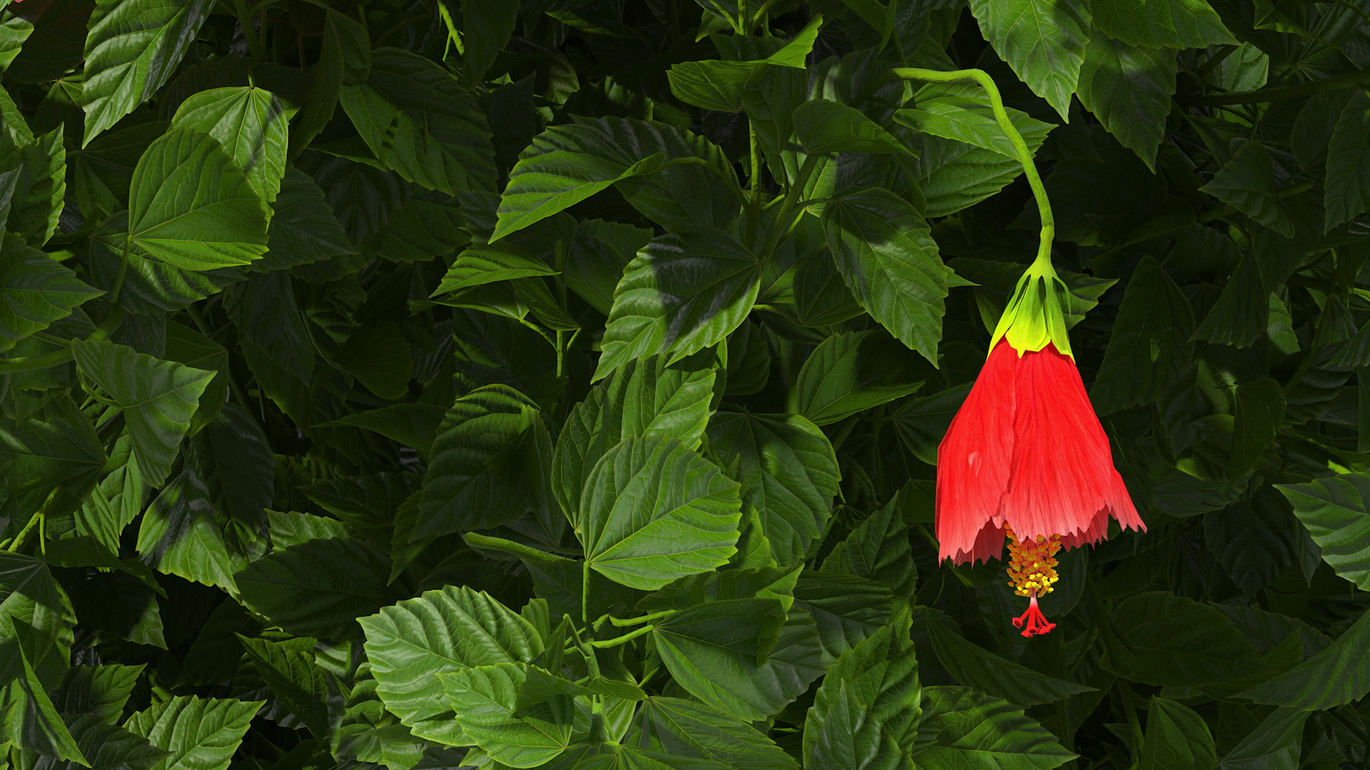 Flowering Hibiscus Bush Red 3D