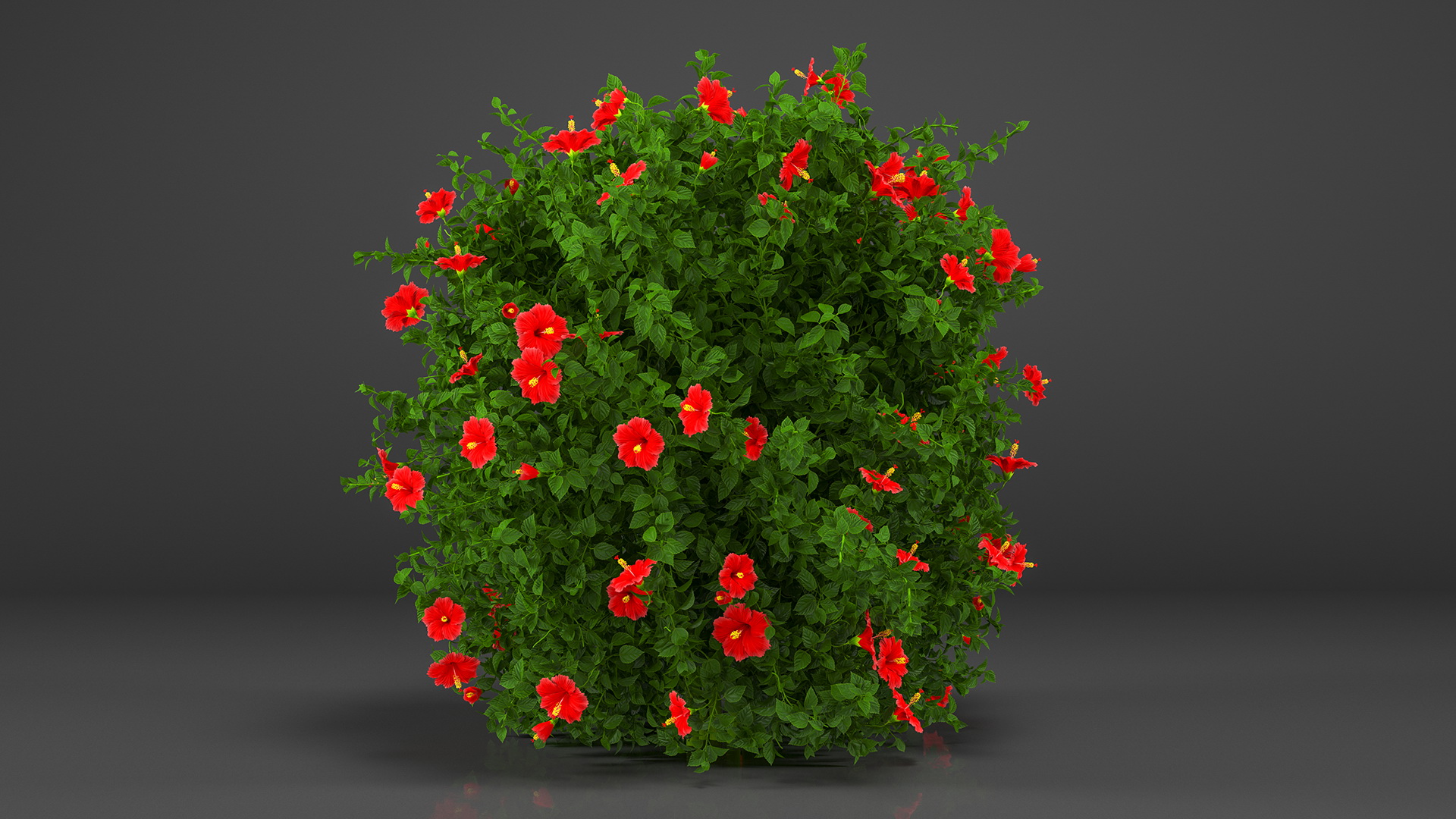 Flowering Hibiscus Bush Red 3D